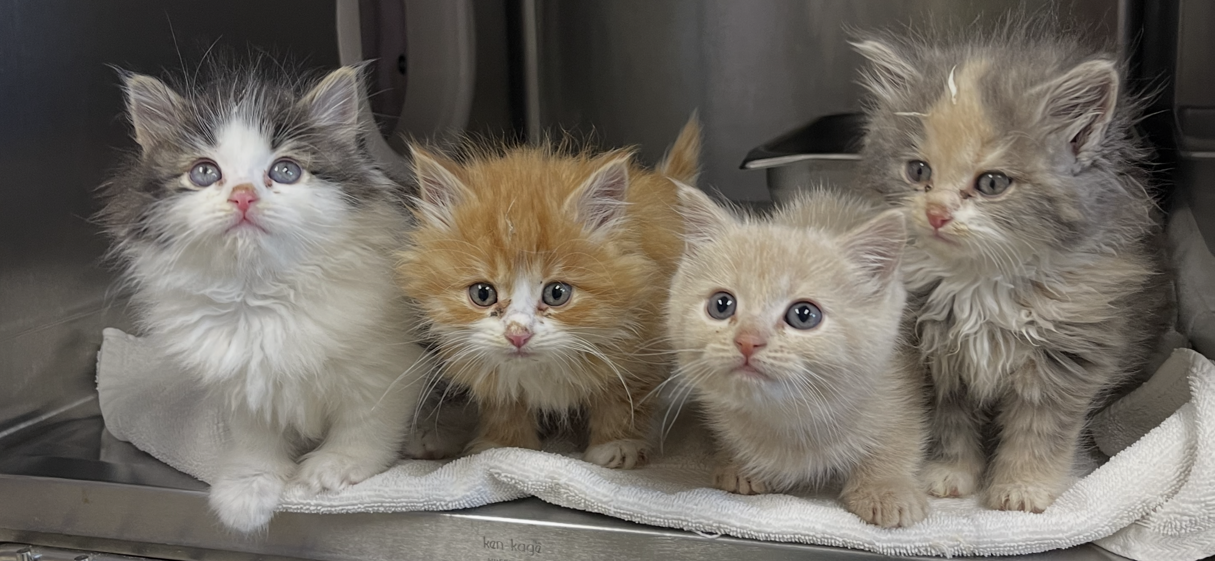 TNR Community Cat Appointments — Wenatchee Valley Humane Society